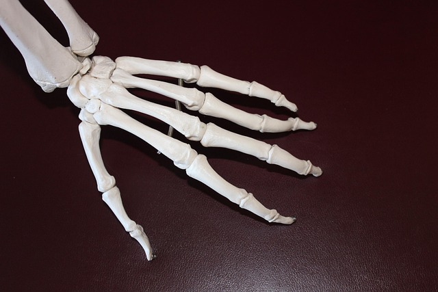 metacarpals
