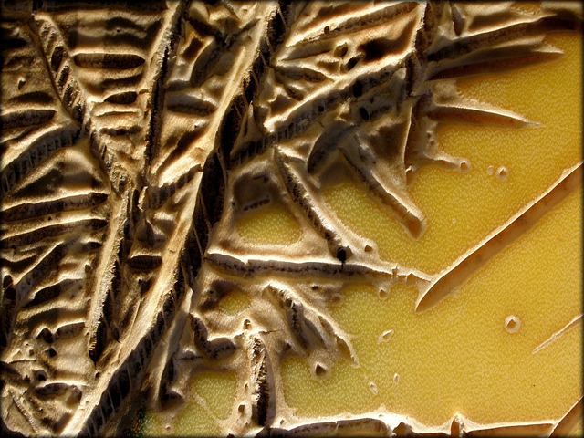 Hình ảnh minh họa ý nghĩa của từ metamorphose