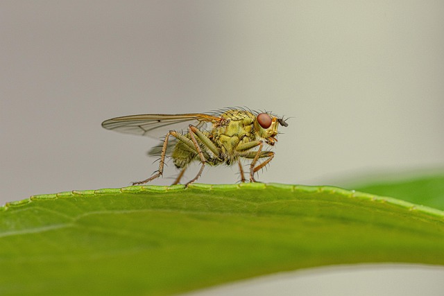 Hình ảnh minh họa ý nghĩa của từ microcosm