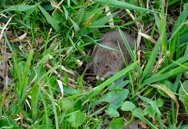 microtus