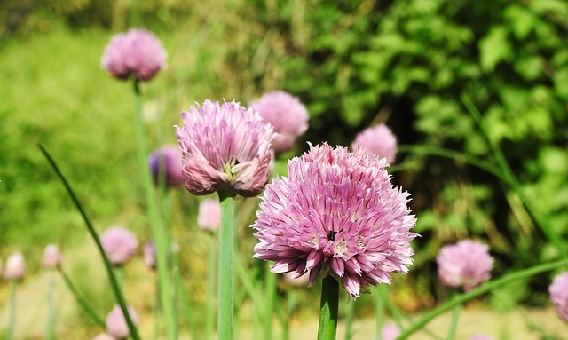Hình ảnh minh họa ý nghĩa của từ midwife