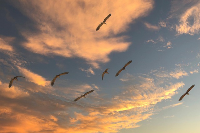 migration trail