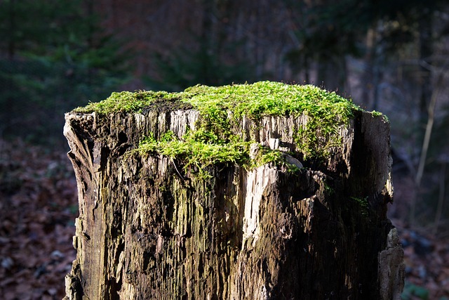 Hình ảnh minh họa ý nghĩa của từ mildew