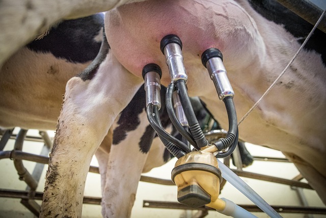 milk cows