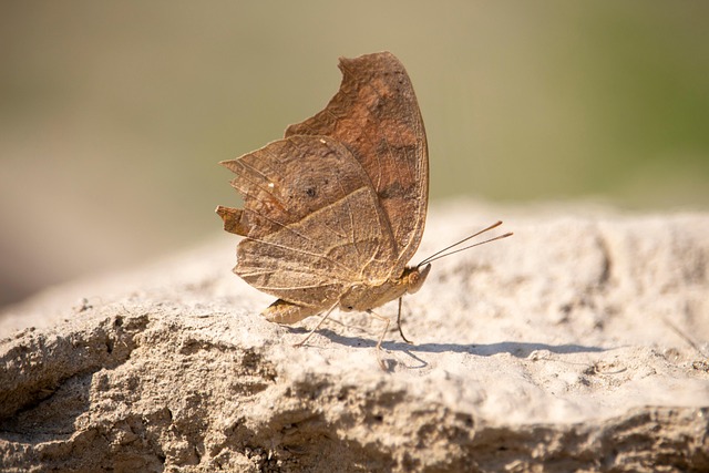 Hình ảnh minh họa ý nghĩa của từ mimicry