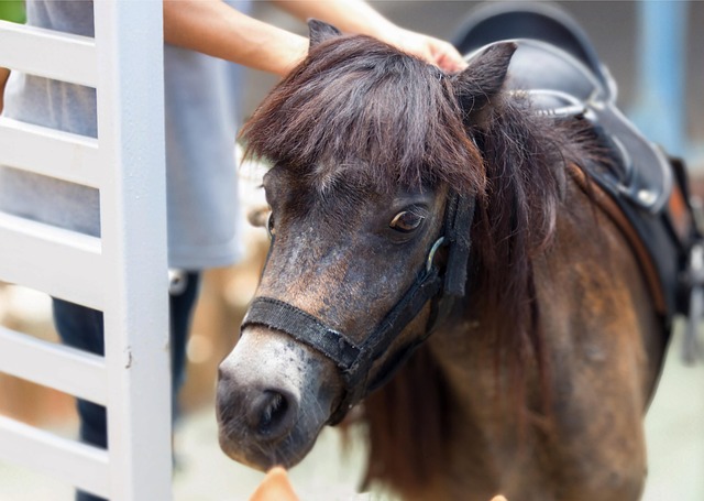 miniature horse