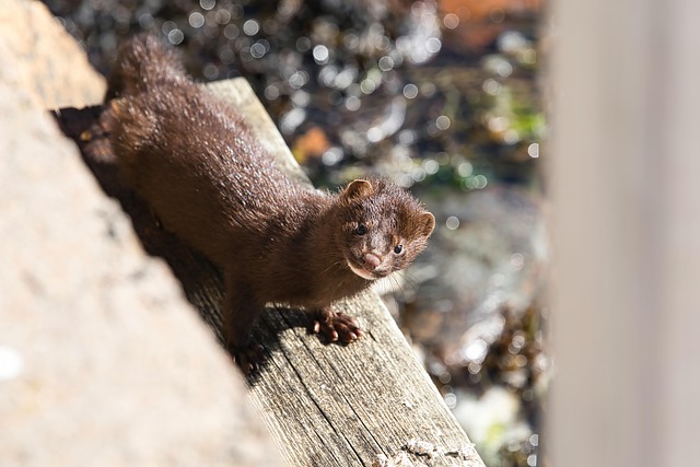 mink