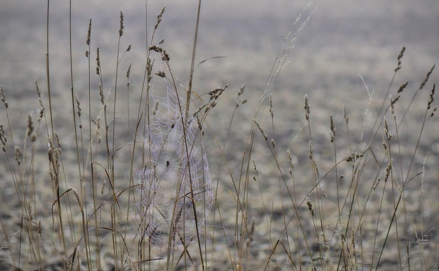 Hình ảnh minh họa ý nghĩa của từ misting