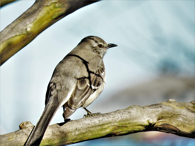Hình ảnh minh họa ý nghĩa của từ mocking