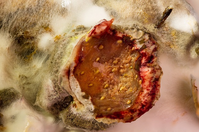 moldy