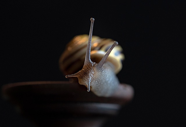 mollusks
