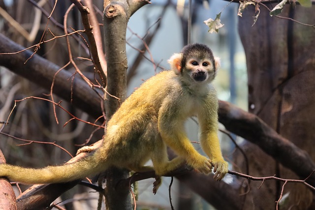 monkey around