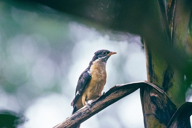 Hình ảnh minh họa ý nghĩa của từ monsoon