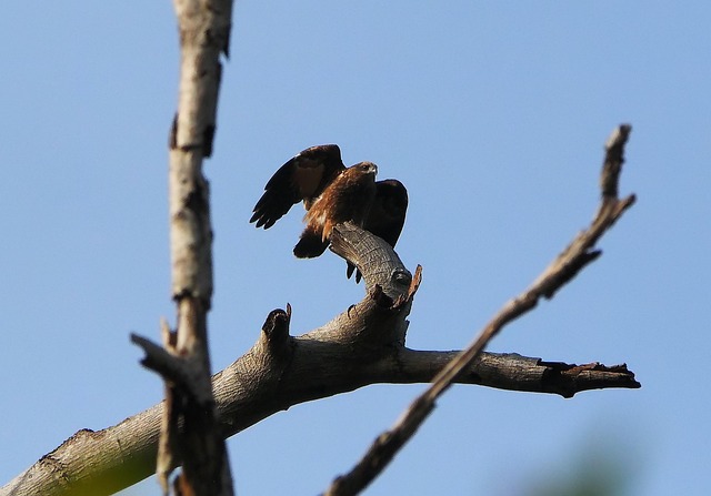 Hình ảnh minh họa ý nghĩa của từ morph