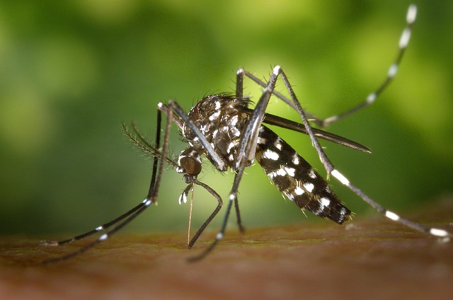 mosquito attractant