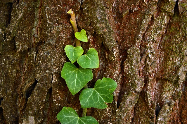 Hình ảnh minh họa mest almindelige