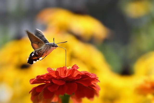 moth