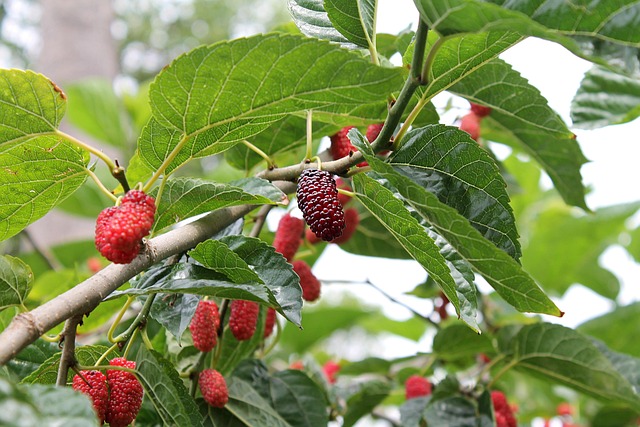 mulberry