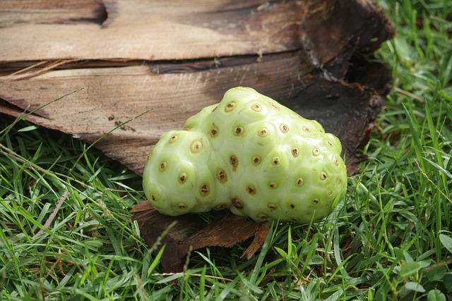 mulberry bush