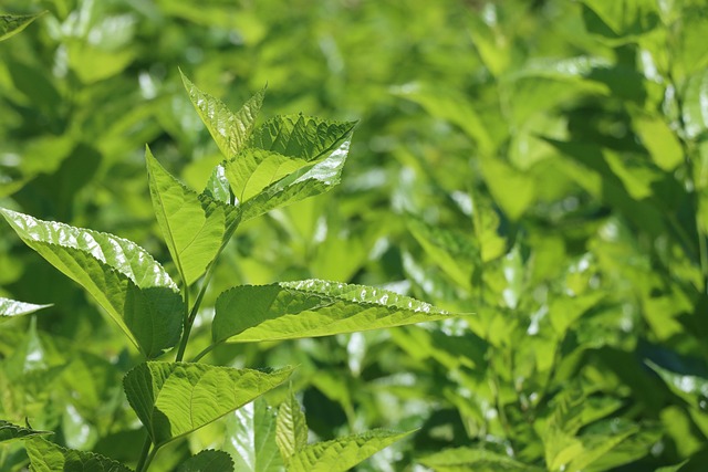mulberry leaf