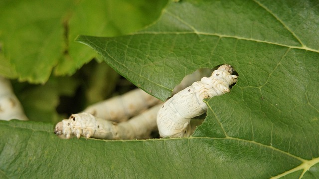 mulberry leaves