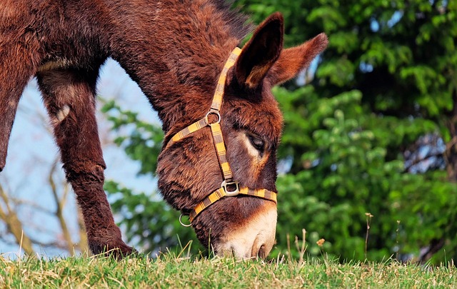 mule