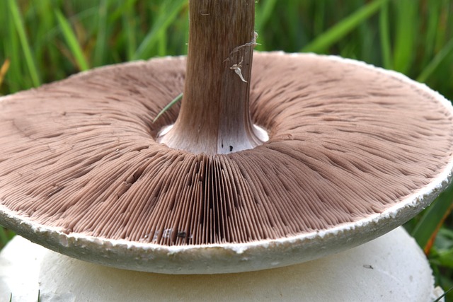 Hình ảnh minh họa ý nghĩa của từ multicellularity