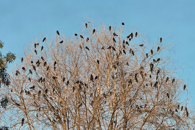 Hình ảnh minh họa ý nghĩa của từ multitude