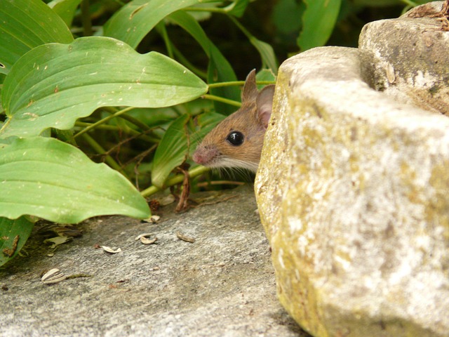muridae