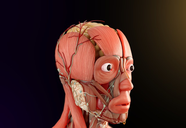 muscular tissue