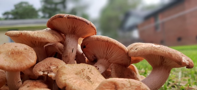 mushroom town