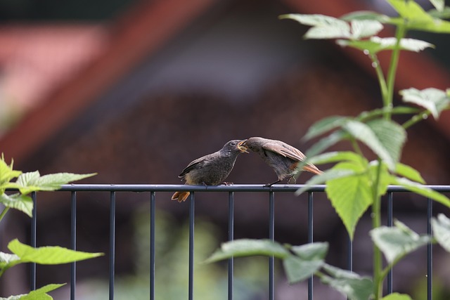 Hình ảnh minh họa ý nghĩa của từ muttering