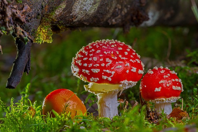 Hình ảnh minh họa ý nghĩa của từ mycology