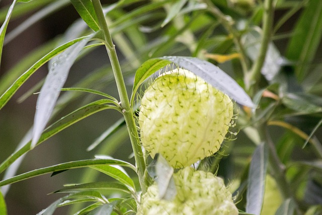 Hình ảnh minh họa ý nghĩa của từ nailhead