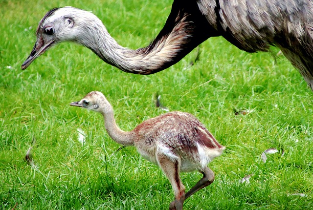 nandu