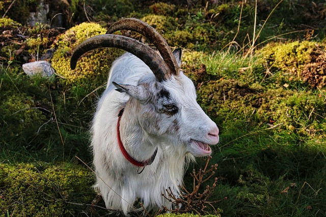 Hình ảnh minh họa ý nghĩa của từ nanny goat