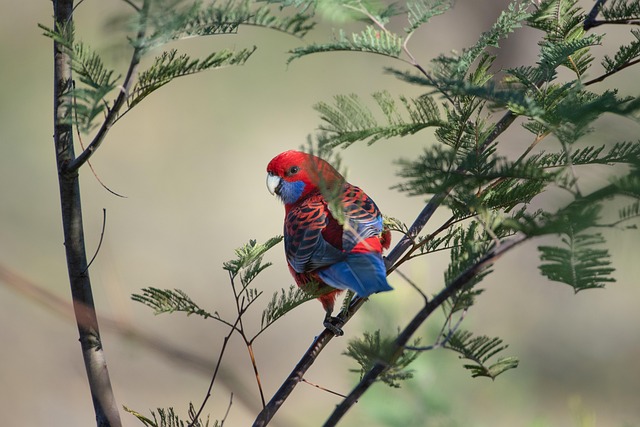 native birds