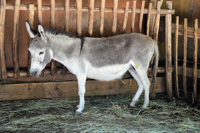 native country
