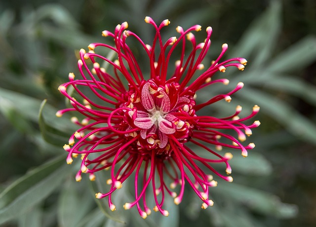 native plant