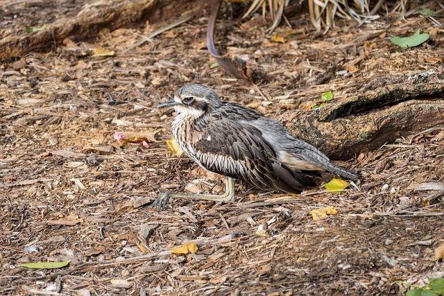 Hình ảnh minh họa ý nghĩa của từ native town