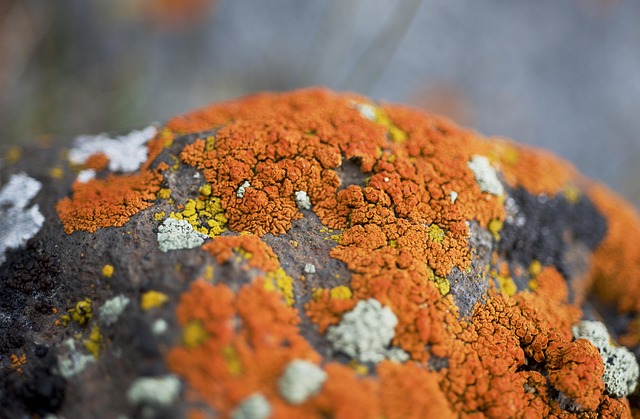 natural organism