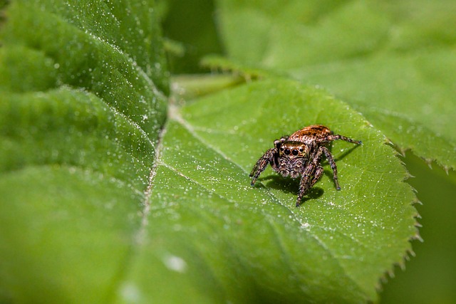 Hình ảnh minh họa ý nghĩa của từ natural pest control