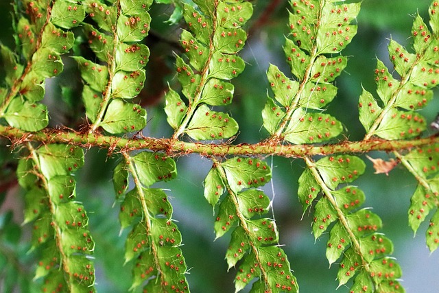 natural propagation