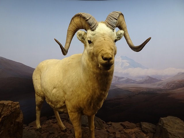 Hình ảnh minh họa ý nghĩa của từ naturalized