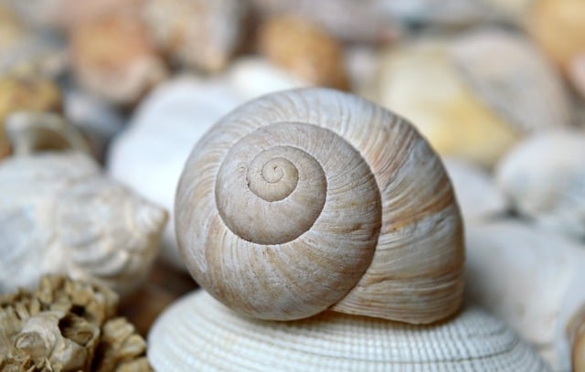 nautilus