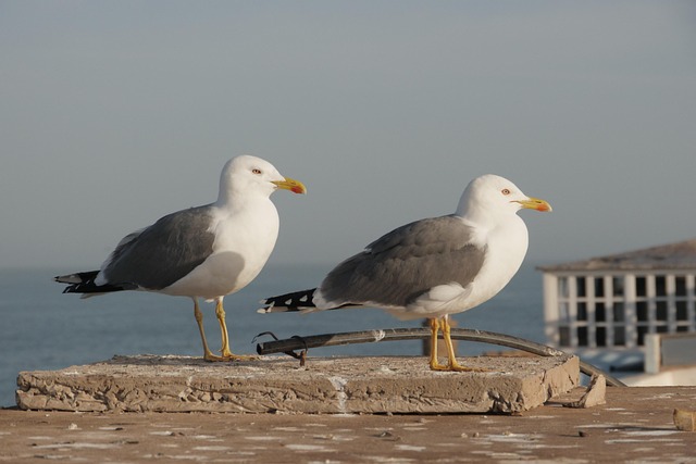 near the ocean