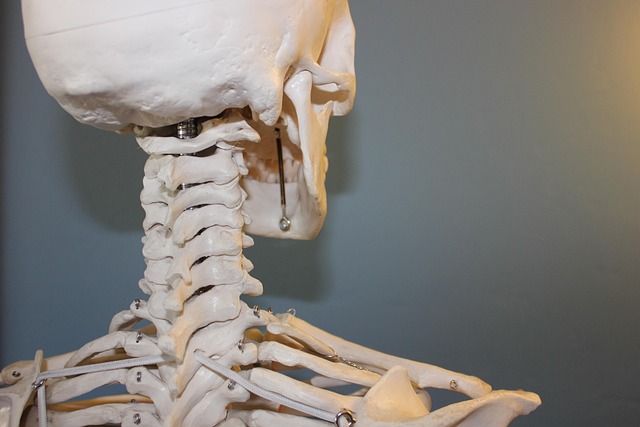 neck vertebrae