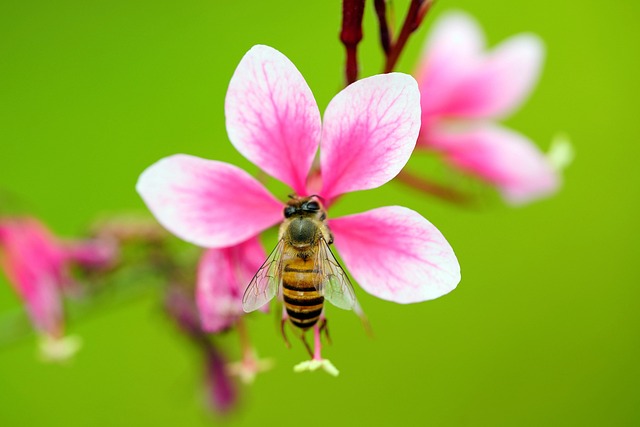 Hình ảnh minh họa ý nghĩa của từ necrosis