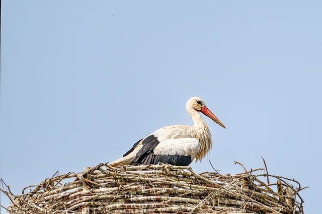nest