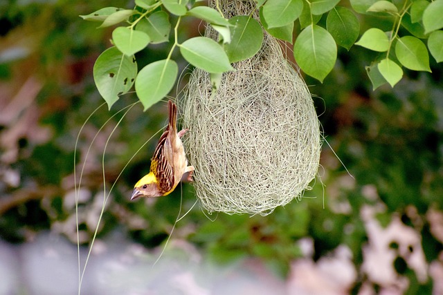 nest box